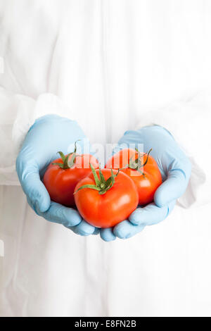 Wissenschaftler halten drei Tomaten Stockfoto