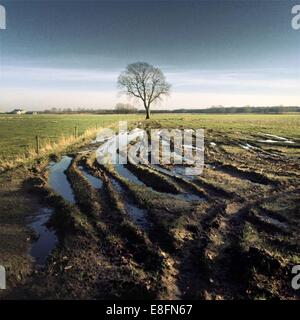 Reifenspuren im Schlamm Stockfoto