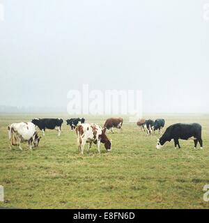 Herde der Kühe auf der Weide Stockfoto