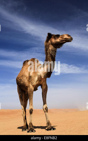 Kamel in der Wüste Wahiba Sands, Oman Stockfoto