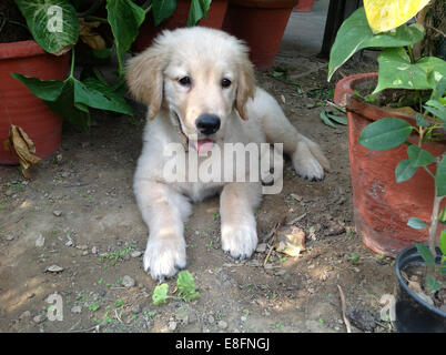 Golden Retriever Welpen liegen im Garten Stockfoto