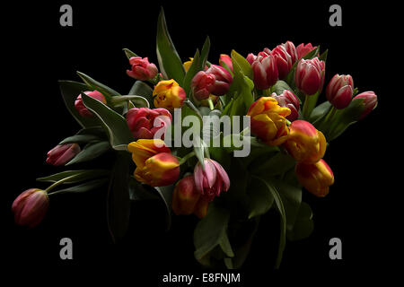 Strauß Tulpen, Studio gedreht Stockfoto