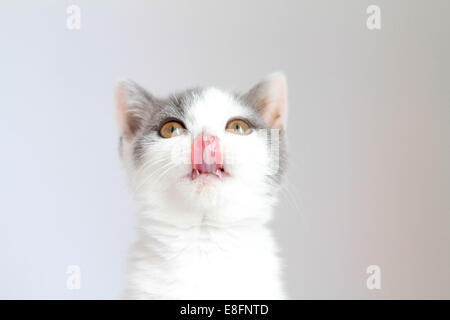 Porträt der hungrigen britischen Kurzhaarkatze leckt die Lippen Stockfoto