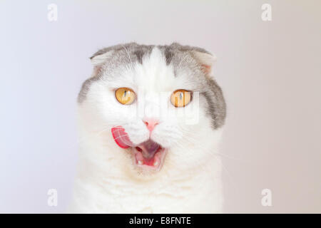 Porträt der hungrigen schottischen Falzkatze, die ihre Lippen leckt Stockfoto