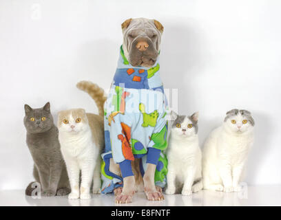 Porträt von Hund und vier Katzen in einer Reihe sitzen Stockfoto