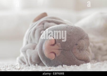 Müde Shar pei Hund schläft auf Teppich Stockfoto