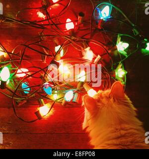 Katze auf Weihnachtsbeleuchtung Stockfoto