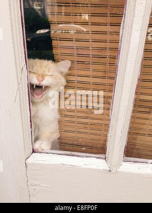 Katze aus Fenster