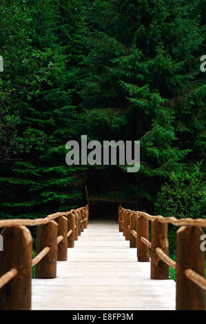 Blick vom Wald Brücke Stockfoto