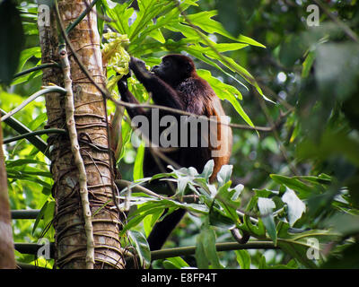 Jaguaren Brüllaffen, Alouatta Palliata, Essen Blatt, Cahuita Nationalpark, Costa Rica, Mittelamerika Stockfoto