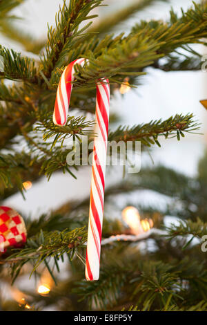 Nahaufnahme eines Candy Cane, der an einem Weihnachtsbaum hängt Stockfoto