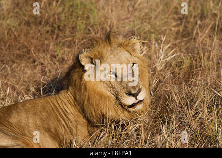 Löwen ruhen lange Gras, Südafrika Stockfoto