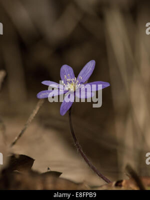 gemeinsamen Leberblümchen im Wald Stockfoto