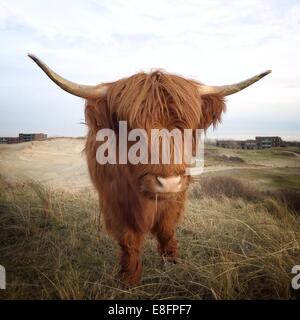 Schottische Highland Kuh stehend in einem Feld, Holland Stockfoto