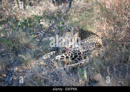 Leopard (Panthera Pardus) selbst pflegen Stockfoto