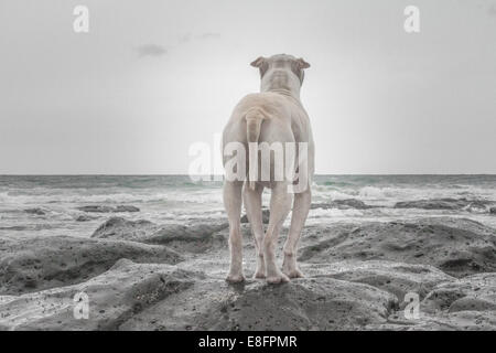 Schir-pei Hund auf Felsen am Strand, Australien Stockfoto