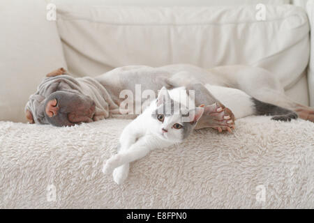 Katze und Hund umarmt auf sofa Stockfoto