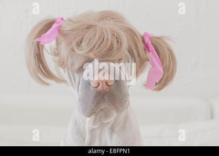 Shar pei Hund trägt eine Perücke mit Zöpfen Stockfoto