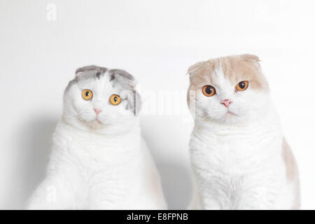 Zwei schottische Faltenkatzen sitzen nebeneinander Stockfoto