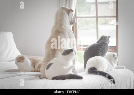 Shar pei Hund und vier Katzen sitzen auf einem Bett und schauen aus dem Fenster Stockfoto