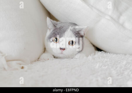 Britische Kurzhaarkatze versteckt sich zwischen Kissen Stockfoto