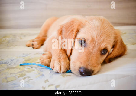 Golden Retriever Welpen liegen auf Kissen spielen mit einem Band Stockfoto