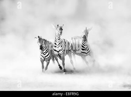 Drei Zebras (perissodactyla), die durch eine Staubwolke laufen, Afrika Stockfoto