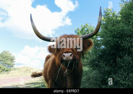 Schottische Highland-Kuh stehend in ländlichen Landschaft, Holland Stockfoto