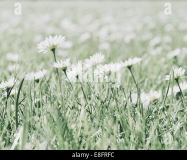 Nahaufnahme des Blumen-Gänseblümchen Stockfoto