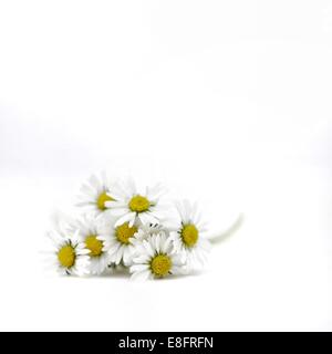 Bouquet von Blumen-Gänseblümchen Stockfoto