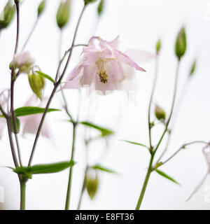 Nahaufnahme von rosa Blüten Stockfoto