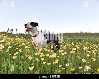 Hund stehen in einem Feld von Blumen Stockfoto