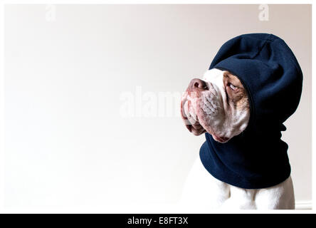 Old Tyme Aylestone Bulldog mit Sturmhaube Hut Stockfoto