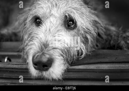Portrait des irischen Wolfhound-Hundes, der hinten in einem Auto liegt Stockfoto