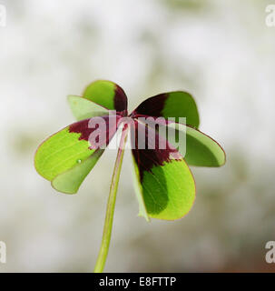 Nahaufnahme eines vierblättrigen Klees Stockfoto
