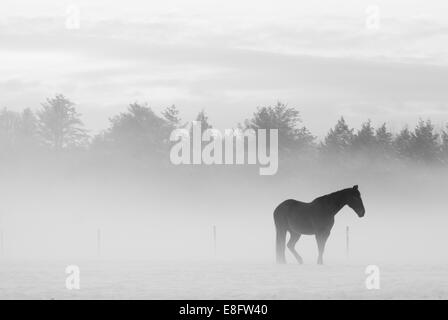 Pferd im nebligen Landschaft Stockfoto