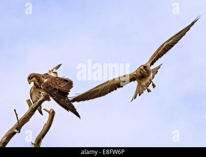 USA, Colorado, Mating Falken Stockfoto