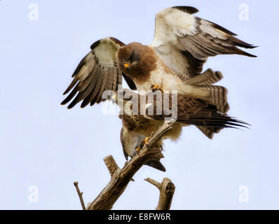 USA, Colorado, Mating Falken Stockfoto