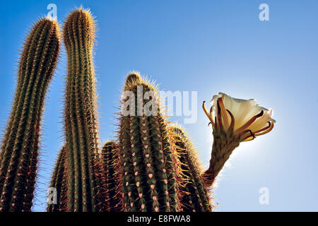 USA, Arizona, Maricopa Grafschaft, Arlington, Blick nach oben von Kaktus (Trichocereus Spachianus) bekannt als Golden Torch Stockfoto