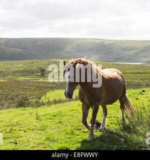 Pferd in Landschaft Stockfoto