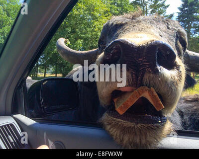 Amerikanische Bisons, die er seinen Kopf in Auto Stockfoto