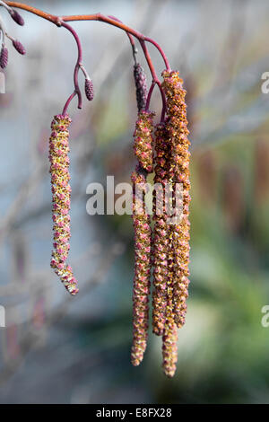 Erle Alnus Glutinosa Nahaufnahme zeigt weibliche Blüten und männlichen Kätzchen Stockfoto