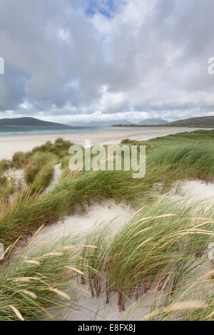 Dünengebieten Grass, Seilebost Strand Dünen, Isle of Harris, Scotalnd Stockfoto