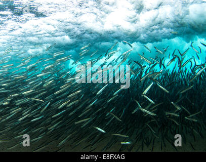 Schule der Fische unter Wasser Stockfoto