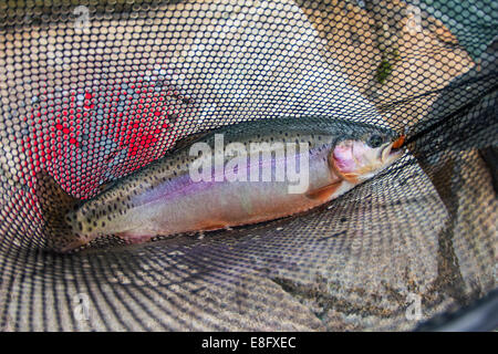 Nahaufnahme eines Fischfangs in einem Fangnetz Stockfoto