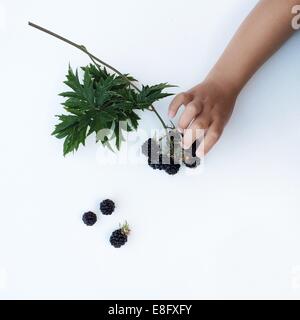 Des jungen Hand pflücken Brombeeren Stockfoto