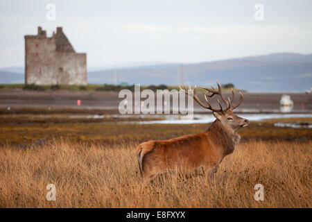 Rothirsch Hirsch Lochranza Castle Isle of Arran, Schottland Stockfoto