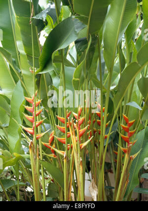 Nahaufnahme der Blätter und Blüten einer Banane Palme Stockfoto