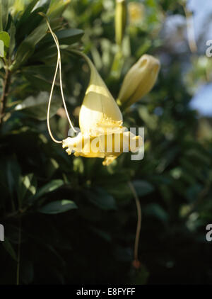 Nahaufnahme einer gelben Cobaea "Scandens", oder Tasse und Untertasse Weinrebe Stockfoto