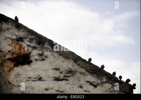 Silhouetten von mehreren Tauben stehen am Rande einer Dachschräge Stockfoto